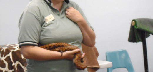 Zoo Staff holding a snake