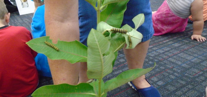 milk weed plant with monarch caterpillars on the leaves