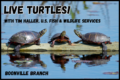 LIVE Turtles with Tim Haller