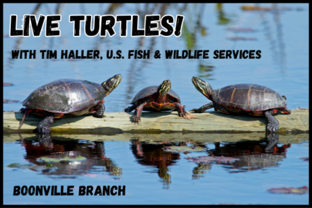 LIVE Turtles with Tim Haller