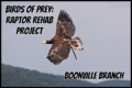 Birds of Prey: Raptor Rehab Project