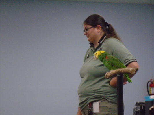 Parrot on a stand next to a zoo staff member