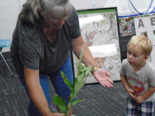 Woman showing milk weed with monarch caterpillars to a small boy