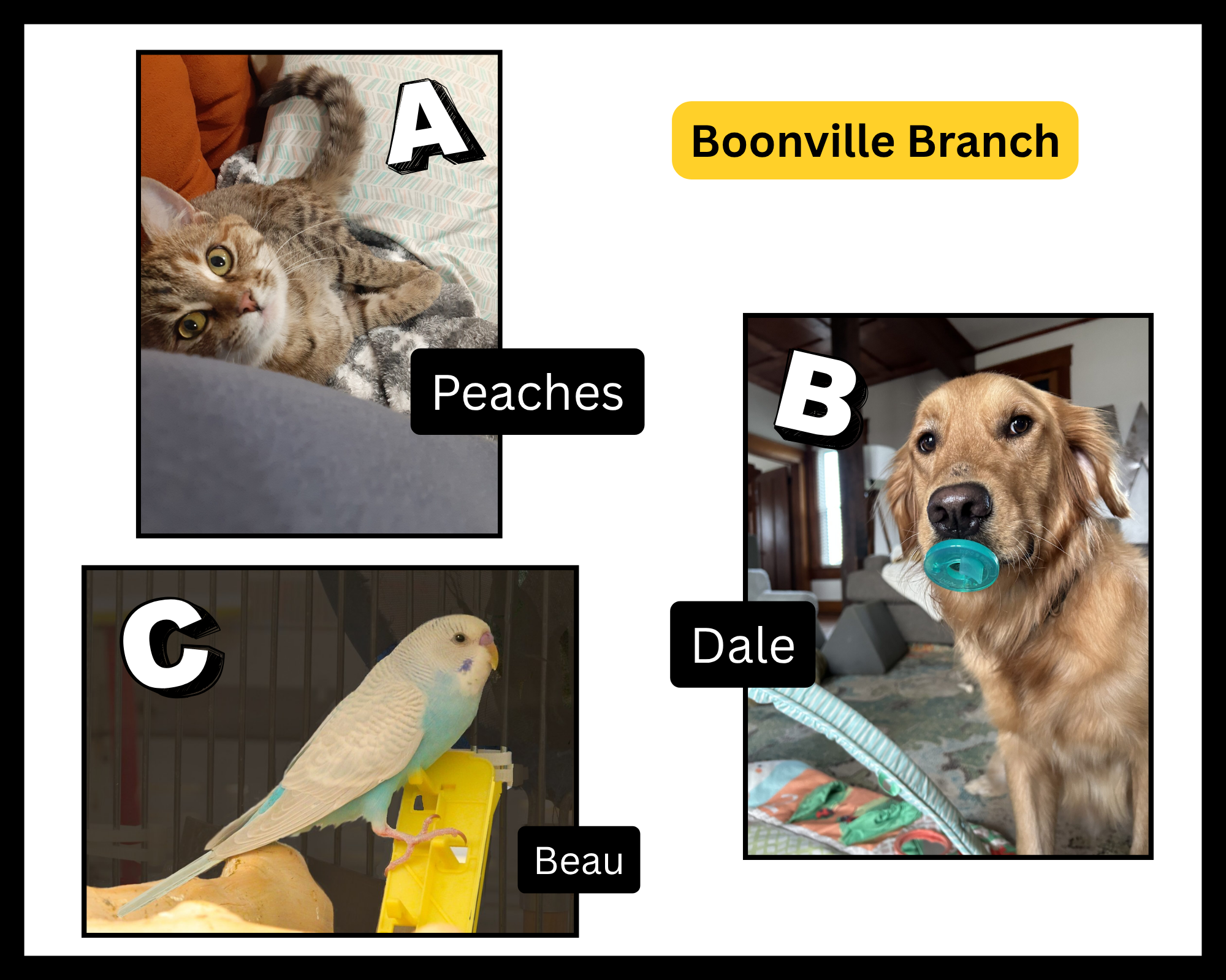 boonville petpix challenge finalists
