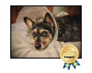 sedalia petpix winner