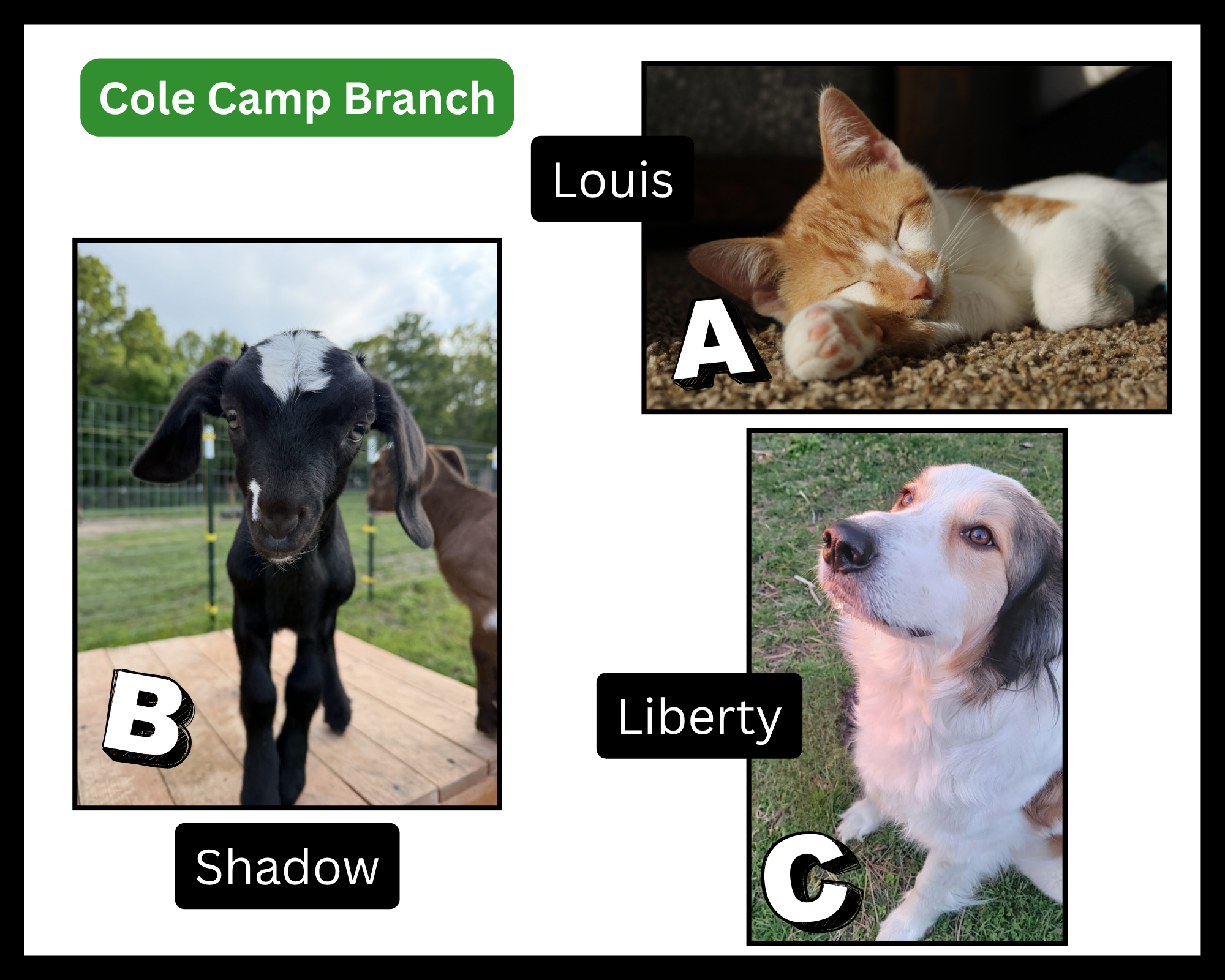 petpix challenge finalists cole camp branch
