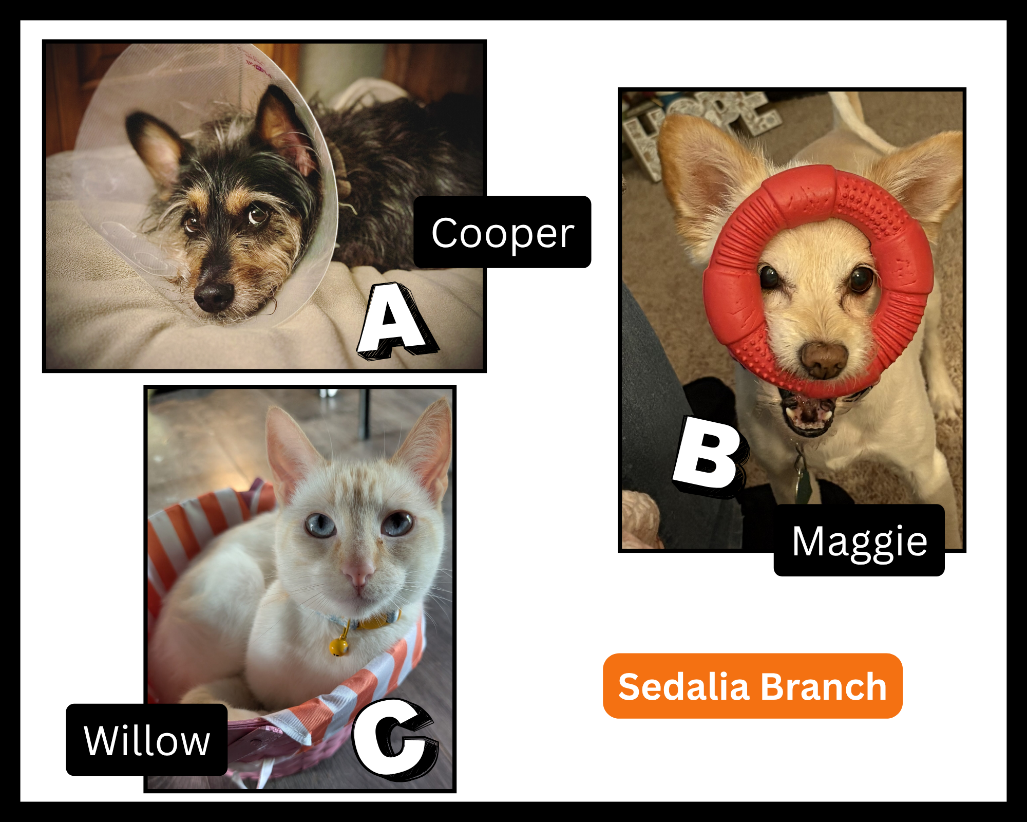 petpix challenge finalists sedalia branch