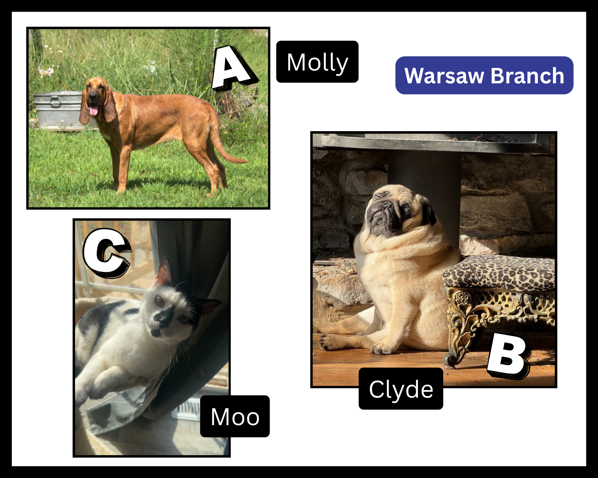petpix challenge finalists warsaw branch