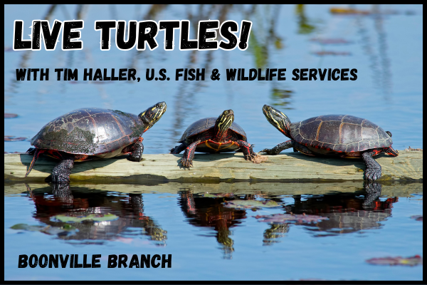 LIVE Turtles with Tim Haller