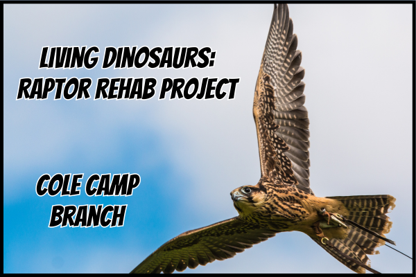Living Dinosaurs: Raptor Rehab Project
